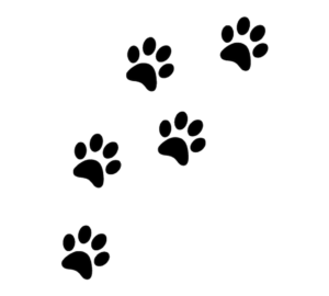 pawprints